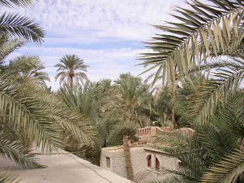 désert et oasis en Egypte